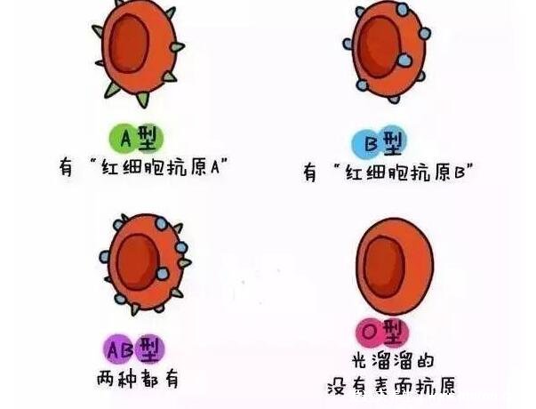 b型血为什么叫贵族血,最健康免疫系统最强的血型(智商高反应快)