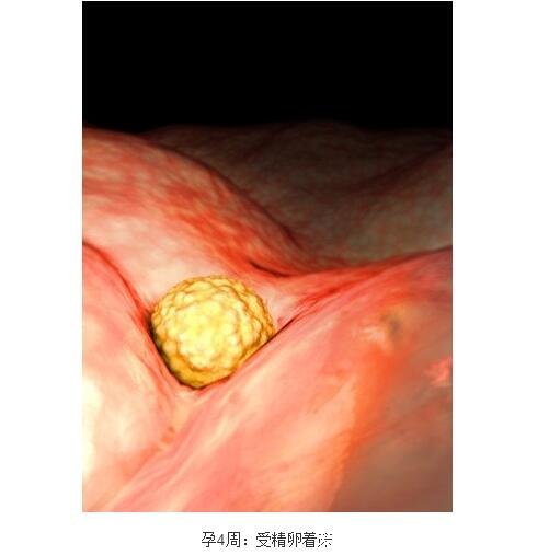 dha什么时间吃效果最佳时间什么时候吃最好,孕20周后到出生后6个月内
