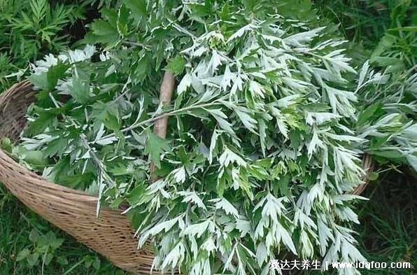 艾草长什么样子图片大全,艾草的功效和作用禁忌(附艾蒿和艾草的区别)
