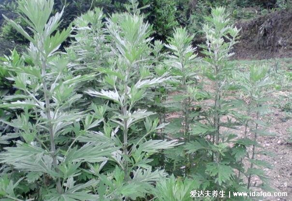 艾草长什么样子图片大全,艾草的功效和作用禁忌(附艾蒿和艾草的区别)