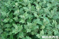 艾叶的功效与作用，不仅能吃用来泡脚的好