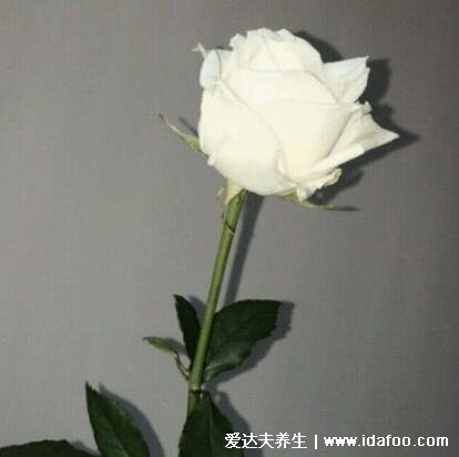 白玫瑰不能随便送人,适合送喜欢的人和亲友(花语足以与你相配)