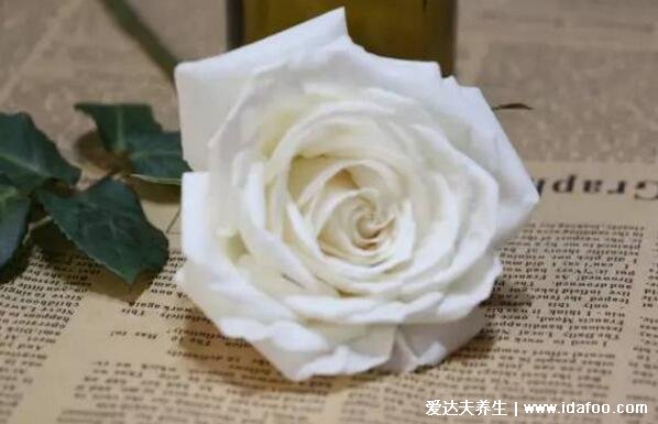 白玫瑰不能随便送人,象征纯洁美好的爱情但有一丝悲伤