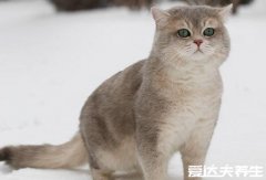 被猫抓了一下轻微破皮要打针吗，先打针然