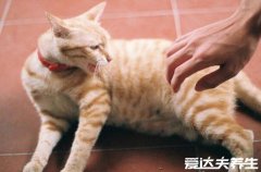 被猫抓伤出血要打针吗，必须打(一旦感染狂