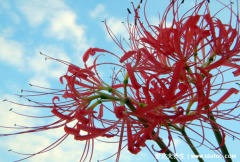 彼岸花为什么不能养，彼岸花为什么叫死人