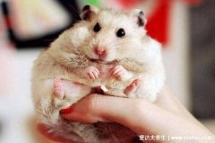 仓鼠饲养八大禁忌，如果两只养在一起容易