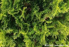 侧柏叶洗头对脱发的功效好,掌握正确用法