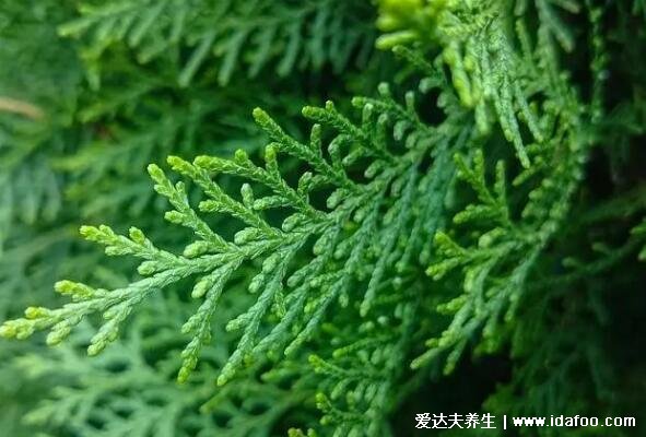 侧柏叶的功效与作用禁忌,泡酒之后外涂治脱发(5大功效)
