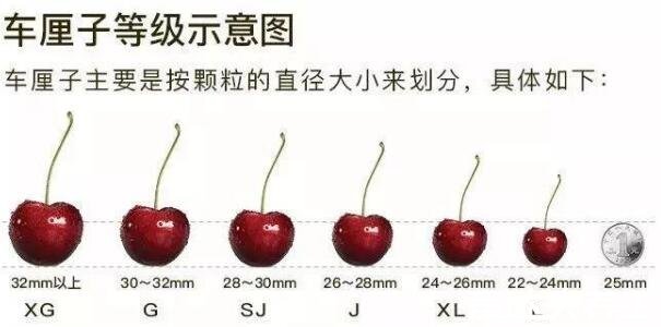 车厘子等级划分标准,j级是什么意思(26-28mm之间的车厘子)