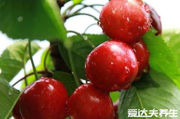 车厘子等级划分标准,j级是什么意思(26-28mm之间的车厘子)