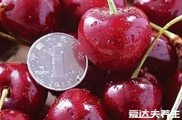 车厘子等级划分标准,j级是什么意思(26-28mm之间的车厘子)