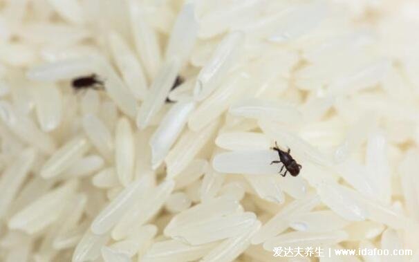 大米生虫怎么办还能吃吗,能吃3个小妙招让你不再浪费粮食