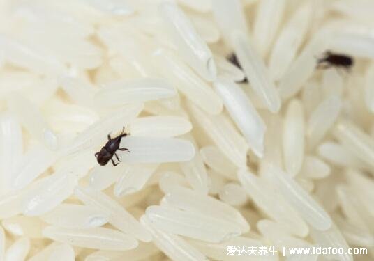 大米生虫子处理小诀窍,米缸放可放包括花椒在内的这些东西(4种方法)