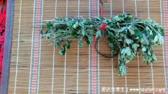 端午节为什么要挂艾草，驱鬼辟邪求吉祥