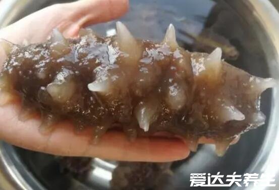 干海参泡发的正确方法,一共5步用纯净水泡发是关键(附步骤图)