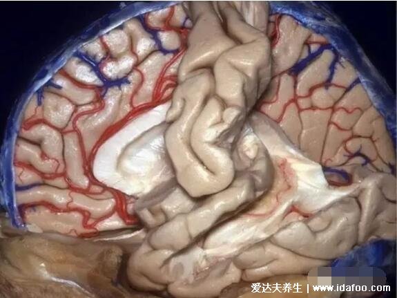 高清人类大脑结构图,各部分功能详解解刨图