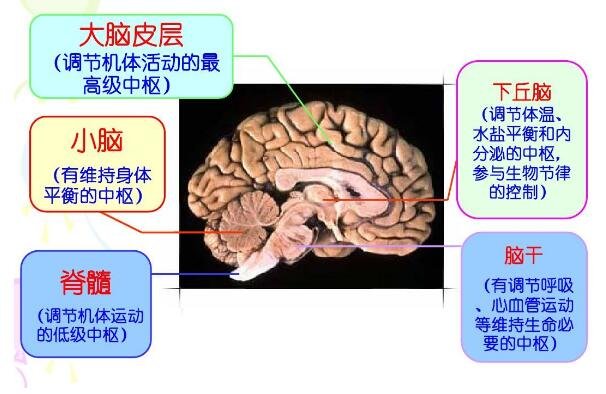 高清人类大脑结构图,各部分功能详解解刨图