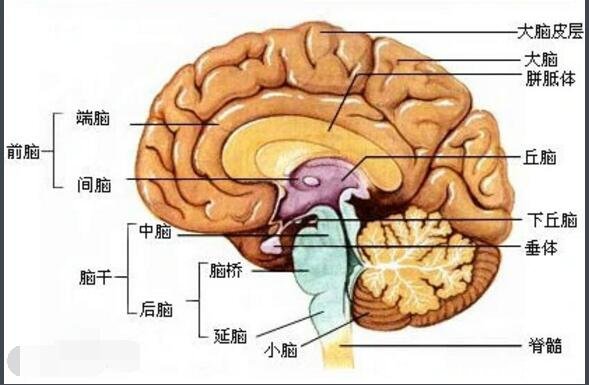 高清人类大脑结构图,各部分功能详解解刨图