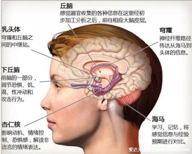 高清人类大脑结构图,各部分功能详解解刨图