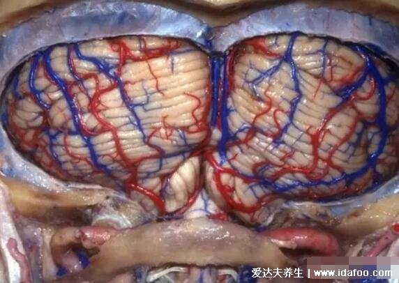 高清人类大脑结构图,各部分功能详解解刨图