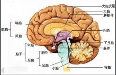 高清人类大脑结构图,各部分功能详解解刨