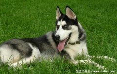 狗的寿命一般多长,不同宠物狗的寿命排行