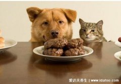 狗为什么不能吃巧克力,含可可碱狗会中毒