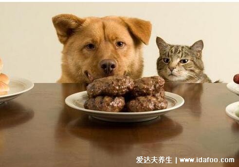 狗为什么不能吃巧克力,含可可碱狗会中毒(没吃完巧克力不要乱放)
