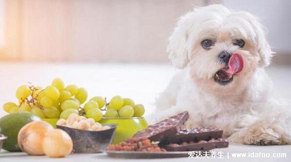 狗为什么不能吃巧克力,会中毒致死附补救方式(狗不能吃的食物)
