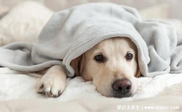 狗为什么不能吃巧克力,会中毒致死附补救方式(狗不能吃的食物)