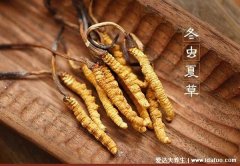 国内一斤10000元的药材，最贵的50大药材（必