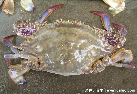 海边十种最常见的螃蟹,国内常见的蟹类大全图片