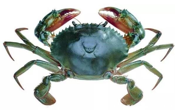 海边十种最常见的螃蟹,国内常见的蟹类大全图片