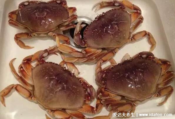 海边十种最常见的螃蟹,国内常见的蟹类大全图片