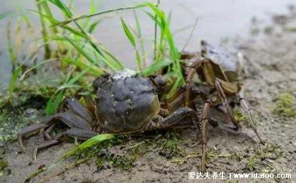 海边十种最常见的螃蟹,国内常见的蟹类大全图片