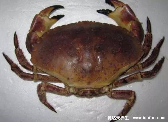 海边十种最常见的螃蟹,国内常见的蟹类大全图片