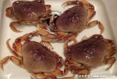 海边十种最常见的螃蟹,国内常见的蟹类大