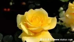 黄色代表什么感情，代表希望愉快也有高贵