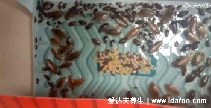 家里放一物绝对没蟑螂,4样物品亲测有效(一锅端掉所有蟑螂)