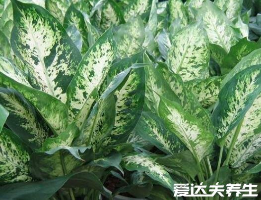家里放一物绝对没蟑螂,橘子皮驱蟑螂非常好用