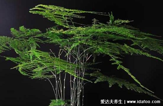 家里再穷也要养这3种花,养了第一种从此财源广进(图片)