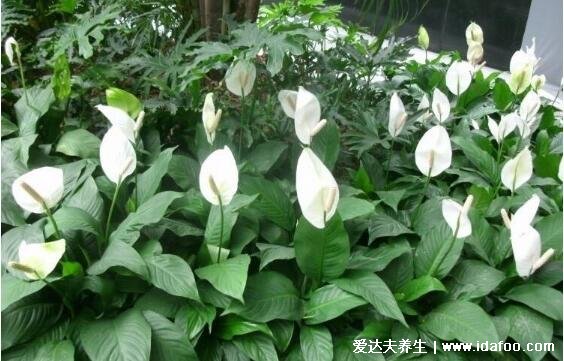 家里再穷也要养这3种花,养了第一种从此财源广进(图片)