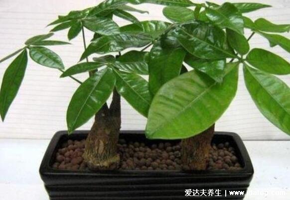 家里再穷也要养这3种花,养了第一种从此财源广进(图片)