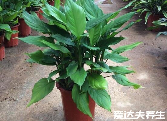 家里有蟑螂怎么办能除根,教你四种方法蟑螂死光光(强推第二种)