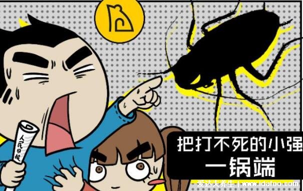 家里有蟑螂怎么办能除根,这款蟑螂药最有效(千万不要用脚踩蟑螂)
