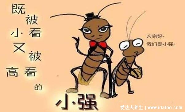 家里有蟑螂怎么办能除根,这款蟑螂药最有效(千万不要用脚踩蟑螂)