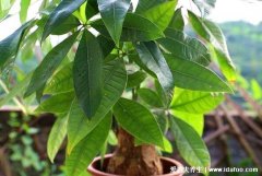 家里最旺财的十种花，发财树开花家中可能