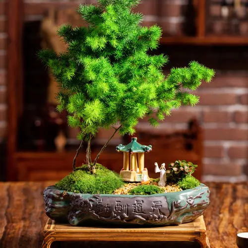 家里最旺财的十种花，蓬莱松就不错（不仅