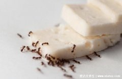 家里有蚂蚁怎么能彻底消灭，先找到蚂蚁窝